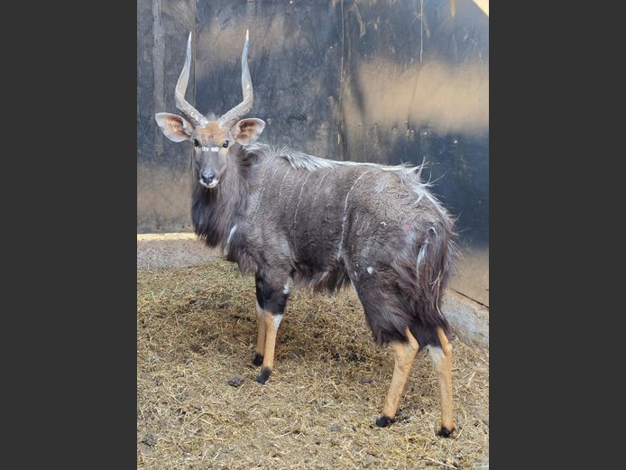 NJALA | BUFFELSPOORT