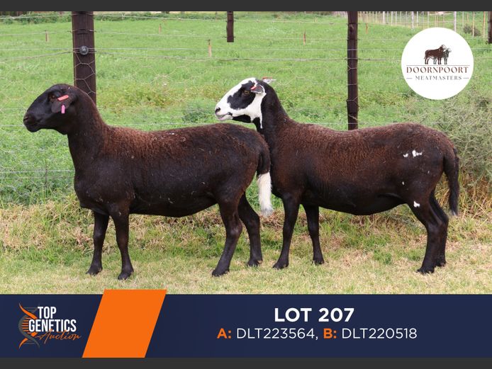 Ewes | DIRK LOTTER