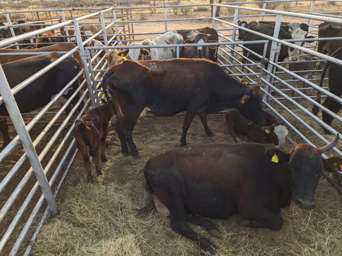 VAN NIEKERK PJ | DAIRY CATTLE 