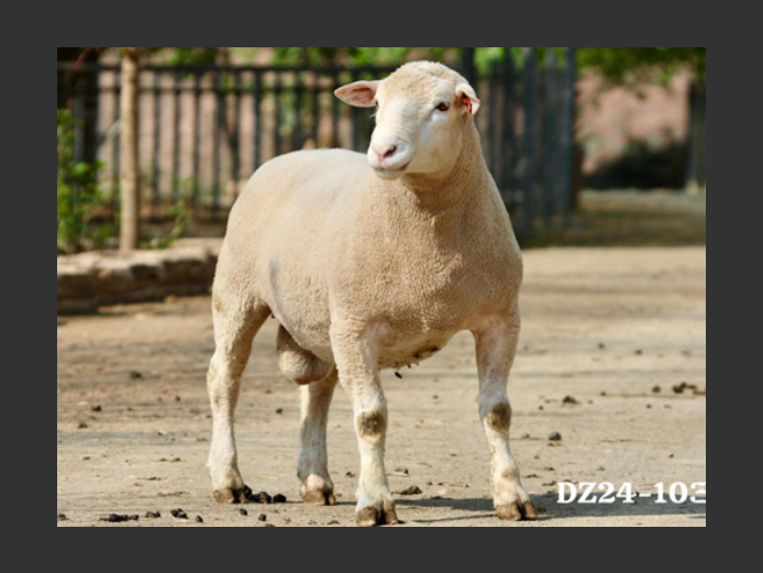 DZ  240103 | 2 STEYNS BOERDERY