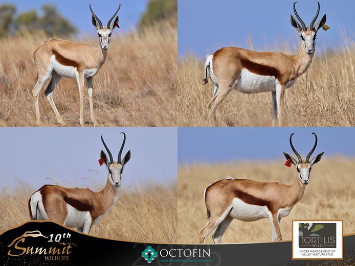 13"+ Springbok Ewes ILT 20 4/8" Twentyman Jones	