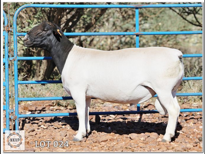 1643 24 0476 | C.C. VAN DEVENTER