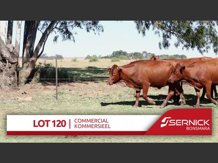 Commercial Animals