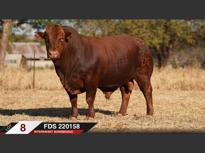 FDS220158 |  INTERSWART INGDIENSTE EDMS BPK