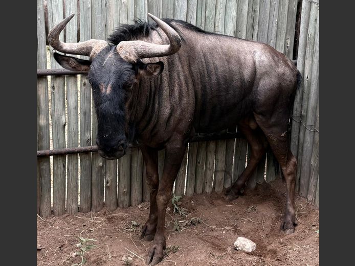 Blou Wildebees Bul