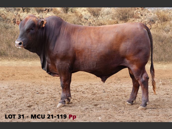MCU21-0119