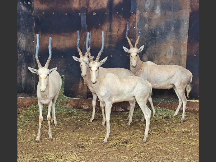WHITE BLESBUCK | HS BODEMER