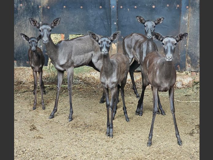 SWART ROOIBOK | DE KOK BOERDERY