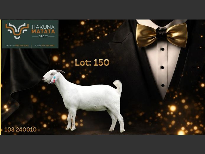 108240010 | Hakuna Matata Savanna stoet