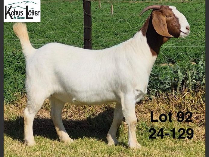 1384240129 | DIRK LOTTER