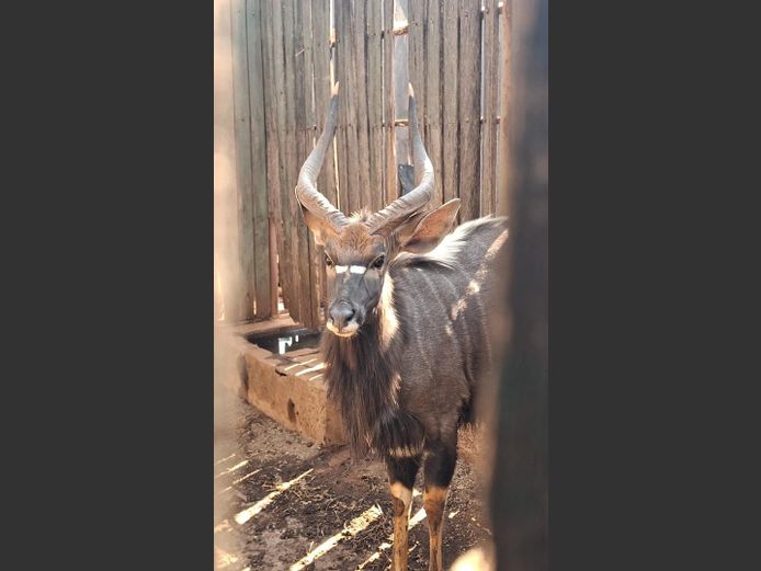 NYALA 24 ½” | JACO DE KOK