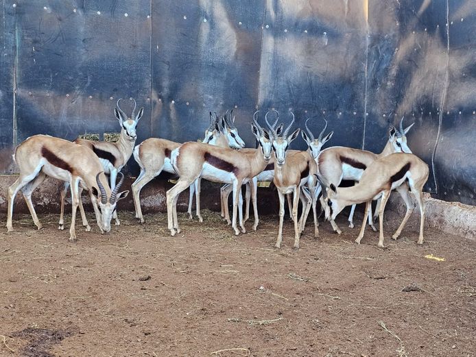 SPRINGBUCK | DH CILLIERS