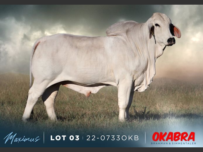 22-0733OKB | OKABRA BRAHMAN