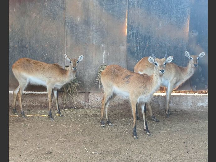 LECHWE | MORGAN FARMSTEAD