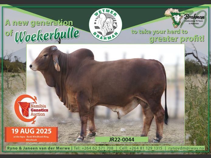 22-0044JR | WETMER BRAHMAN