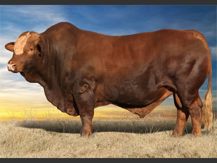WWL22387 | WP LUBBE
