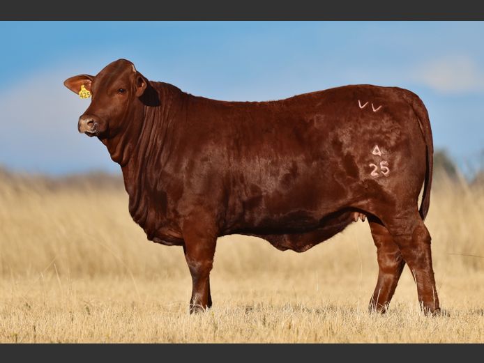 VV  240025 | T. DE JAGER