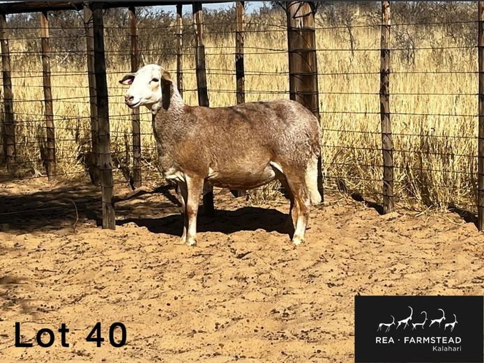 Ooie | Rea Farmstead