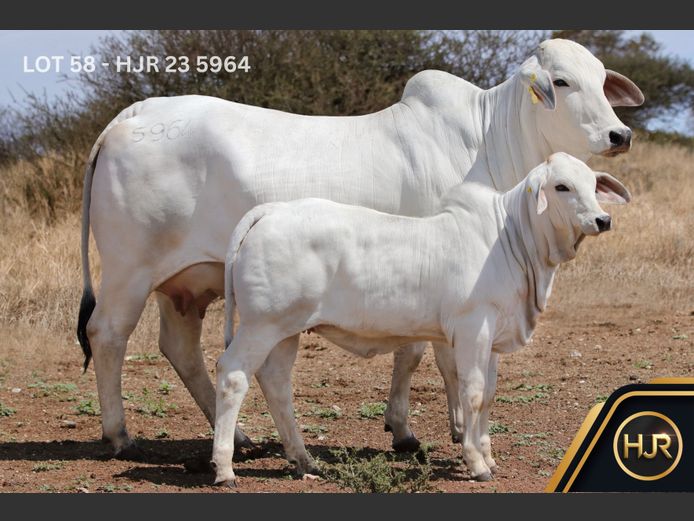 Commercial Animals | HJR