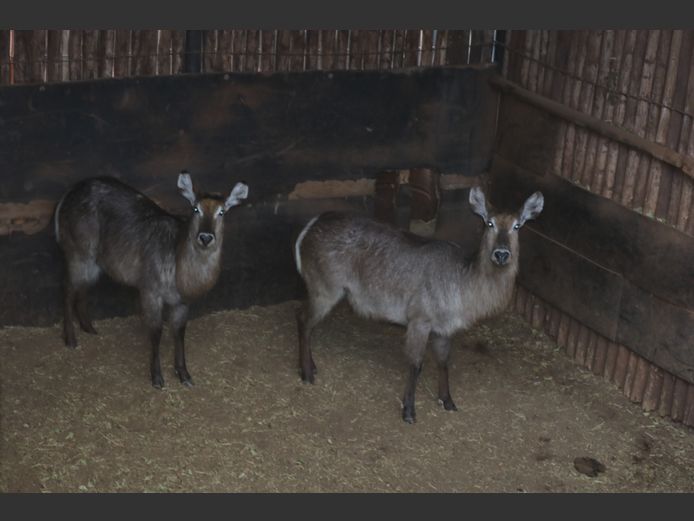 Waterbokke