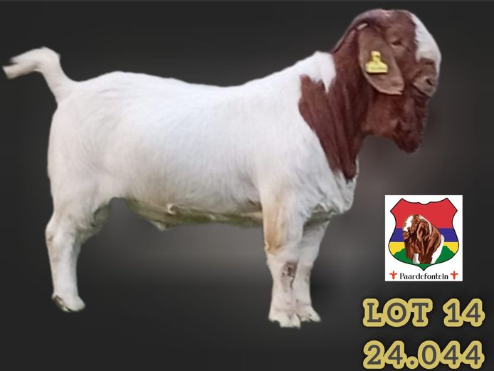 240044 | PAARDEFONTEIN - 0618292