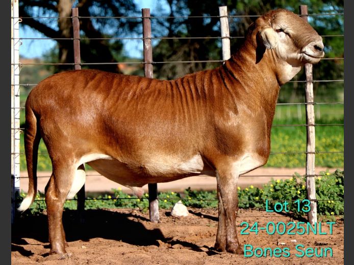 24-0025NLT | LEKWATER