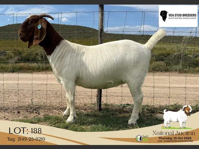 2149-25-0210 | VEA Stud Breeders