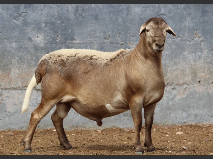 CRL 24.018 | Riaan Liebenberg - Hanri Meatmasters