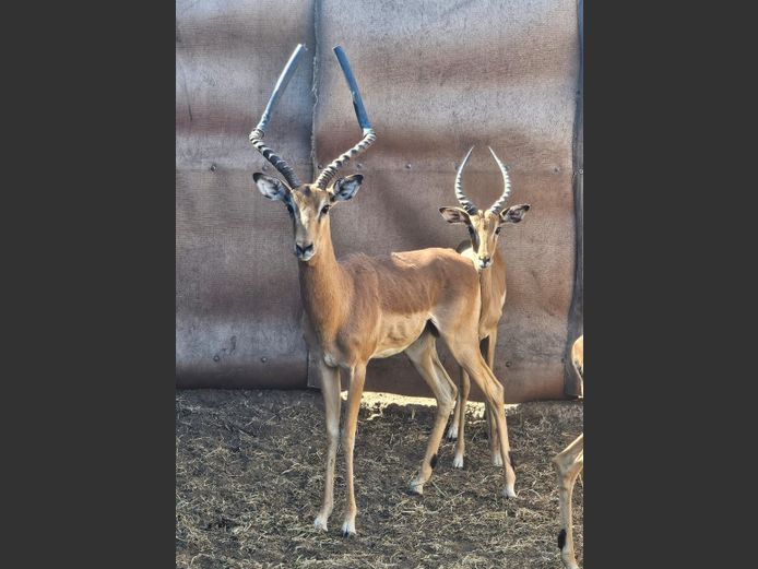 IMPALA | M.E. V GREUNEN