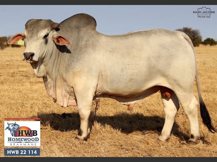 HWB22114 | HOMEWOOD BOERDERY PTY LTD