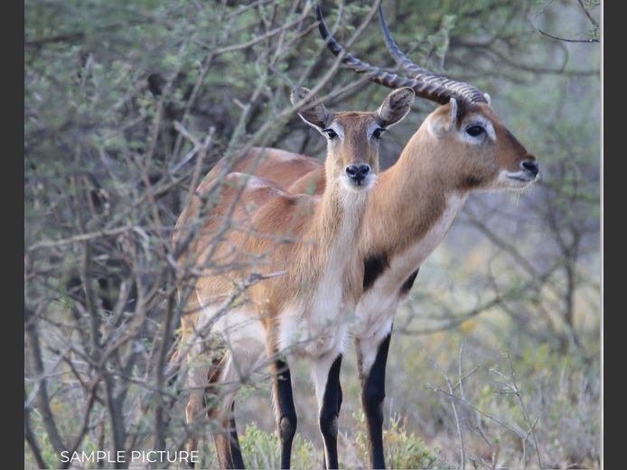 LECHWE | DU PREEZ WILD