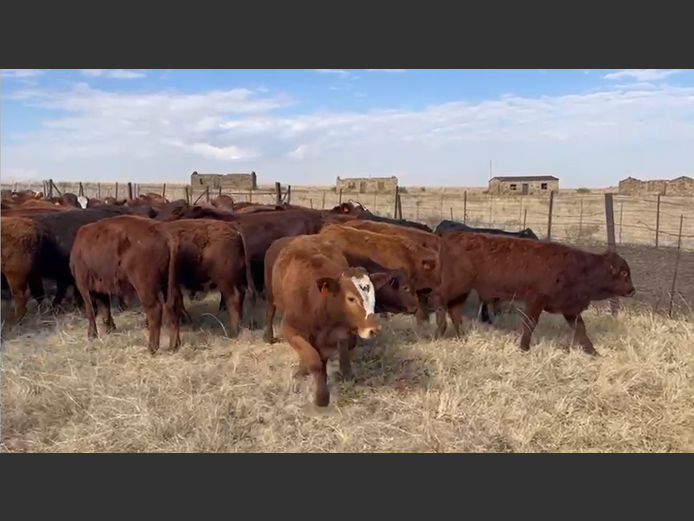 Weaners 