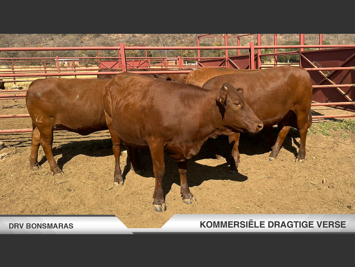 Commercial Animals | DRV Bonsmaras -
 Nylstroom