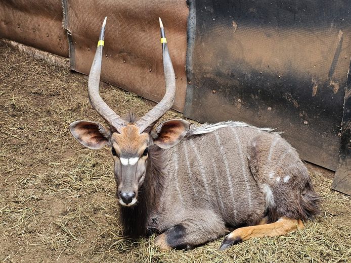 NYALA | THABA ENTLE