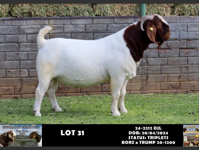 24-2212 DJL | DIRK LOUW