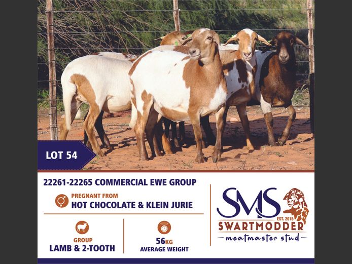 COMMERCIAL EWE GROUP | SWARTMODDER MEATMASTER STUD