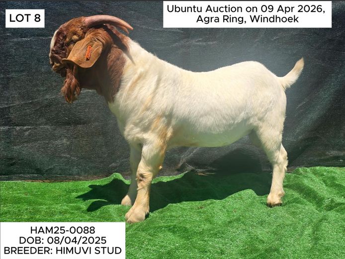 HAM25-0088 | HIMUVI MBINGENEEKO