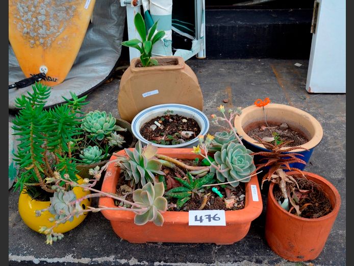 ASSORTED TERRACOTTA & CERAMIC PLANTERS WITH SUCCULENTS