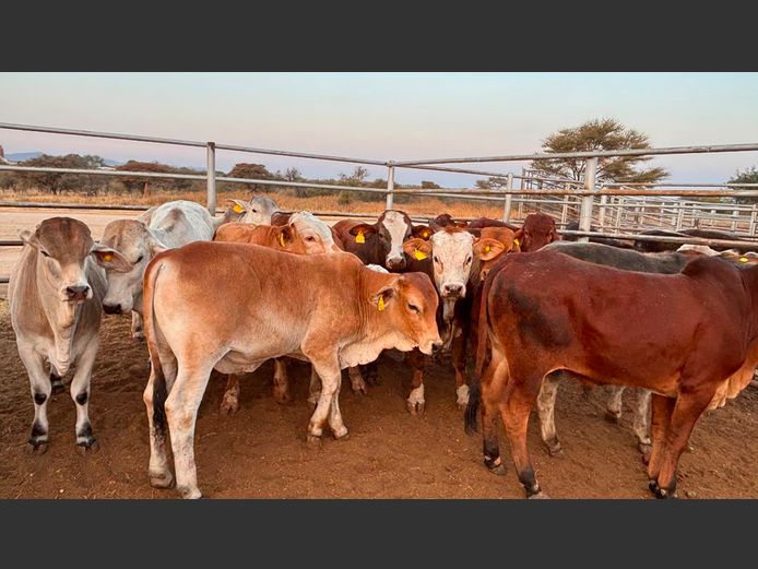 AGRA OTJIWARONGO WEANER AUCTION