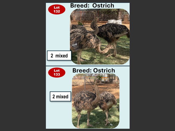 OSTRICH | ANNUAL MYTILUS AND ELOFF