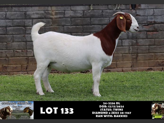 24-2236 DL | DAWID LOUW