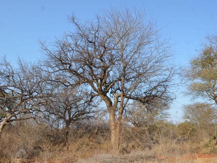 Farm in Tolwe