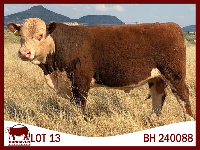 BH240088 SC | BONHAVEN HEREFORDS