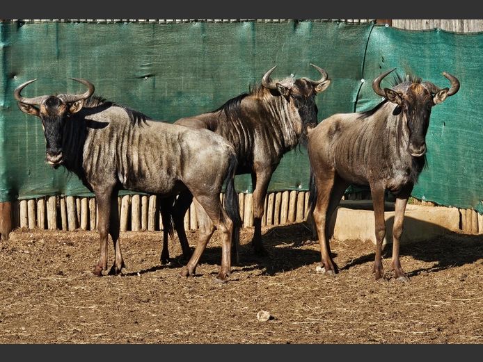 BLUE WILDEBEEST | AYLESHAM TRUST