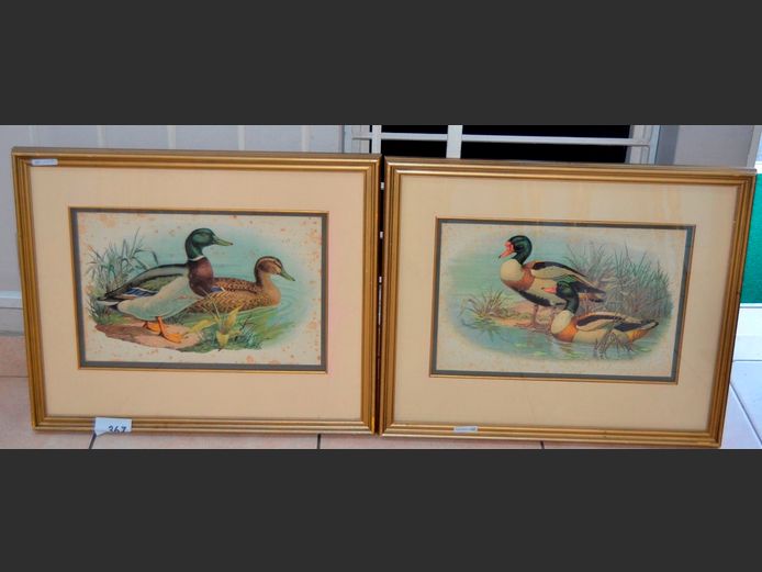 PAIR GILT FRAMED DUCK PRINTS, 45 x 30cm [Some foxing]