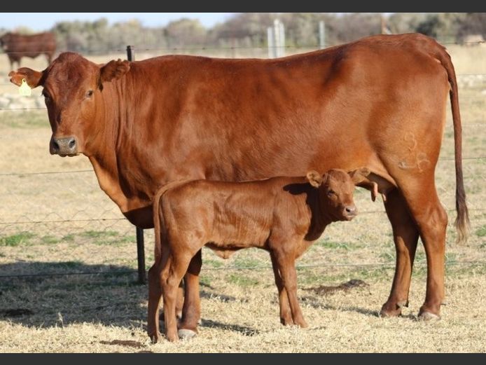 AB230167 | CCR BEEF (PTY) LTD