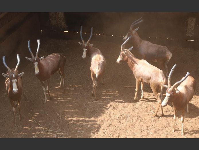 BLESBOK