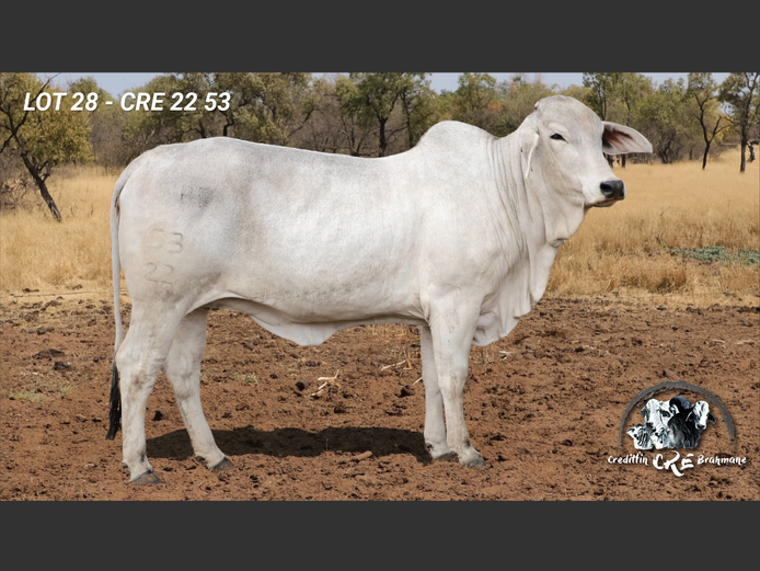 CRE2253 | CRE BRAHMANE