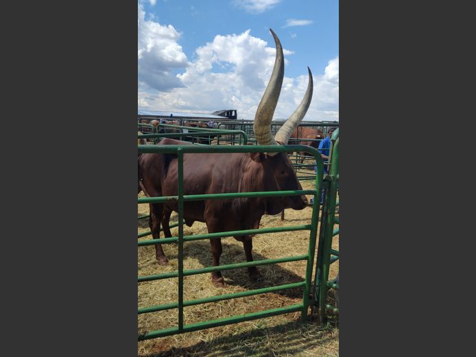 Ankole Cow