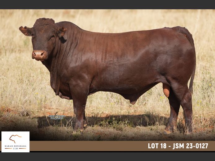 JSM 230127 | MARAIS BONSMARAS